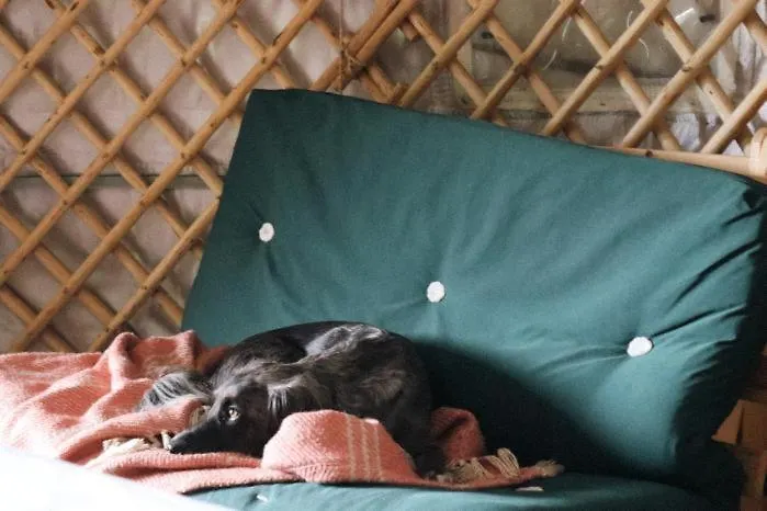 Eisa Yurt * Йорк